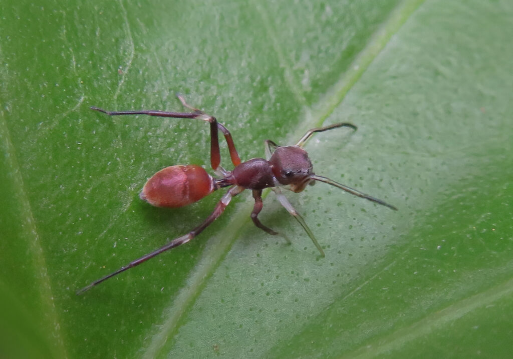Laba-laba Peniru Semut (Genus Myrmarachne)