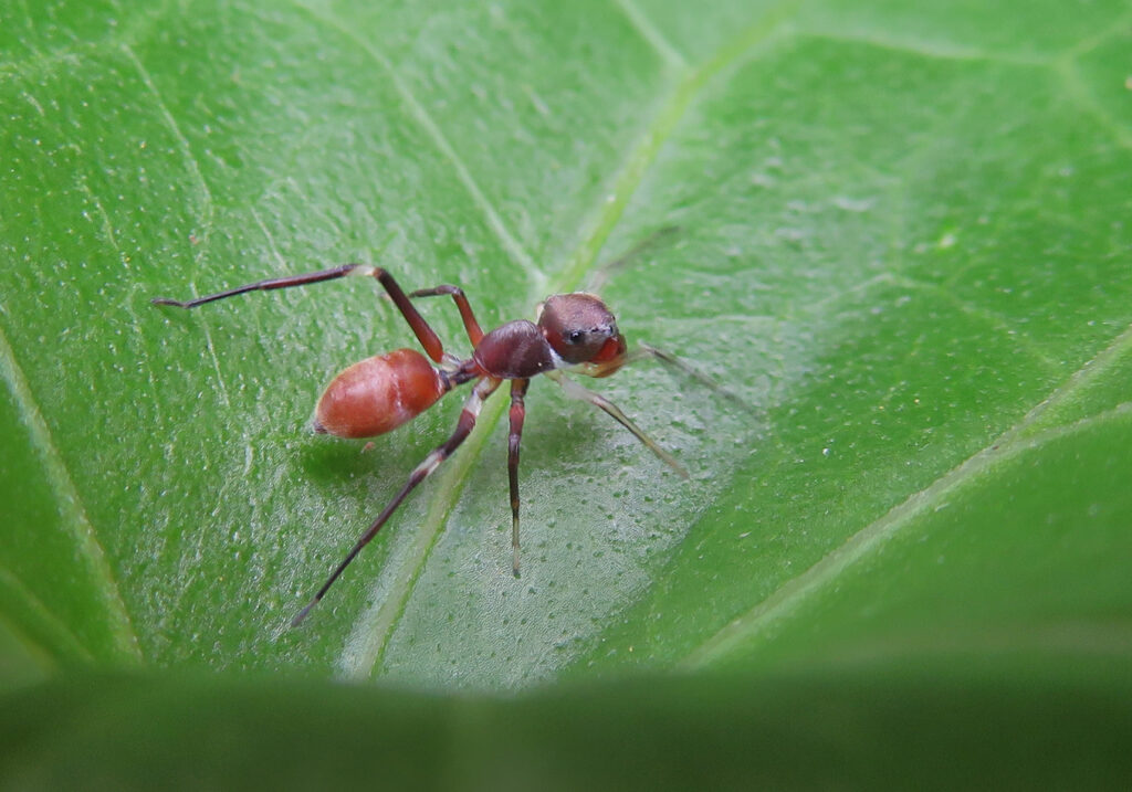 Laba-laba Peniru Semut (Genus Myrmarachne)