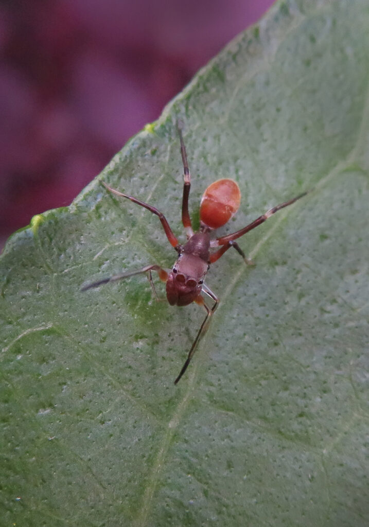 Ant-mimic Spiders