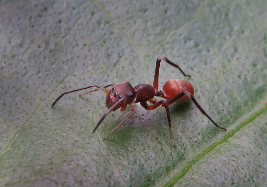 Ant-mimic Spiders