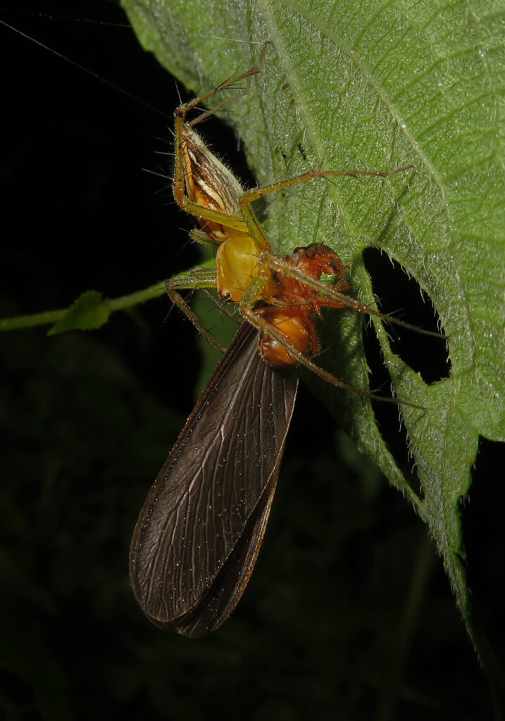 Lynx Spiders (Family Oxyopidae)