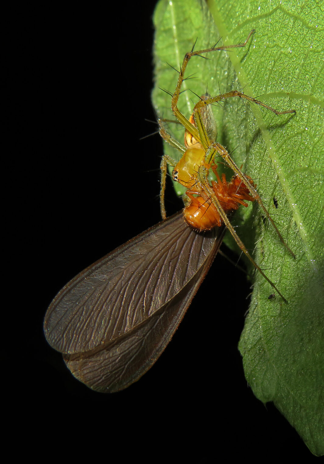 Lynx Spiders (Family Oxyopidae) – Bali Wildlife