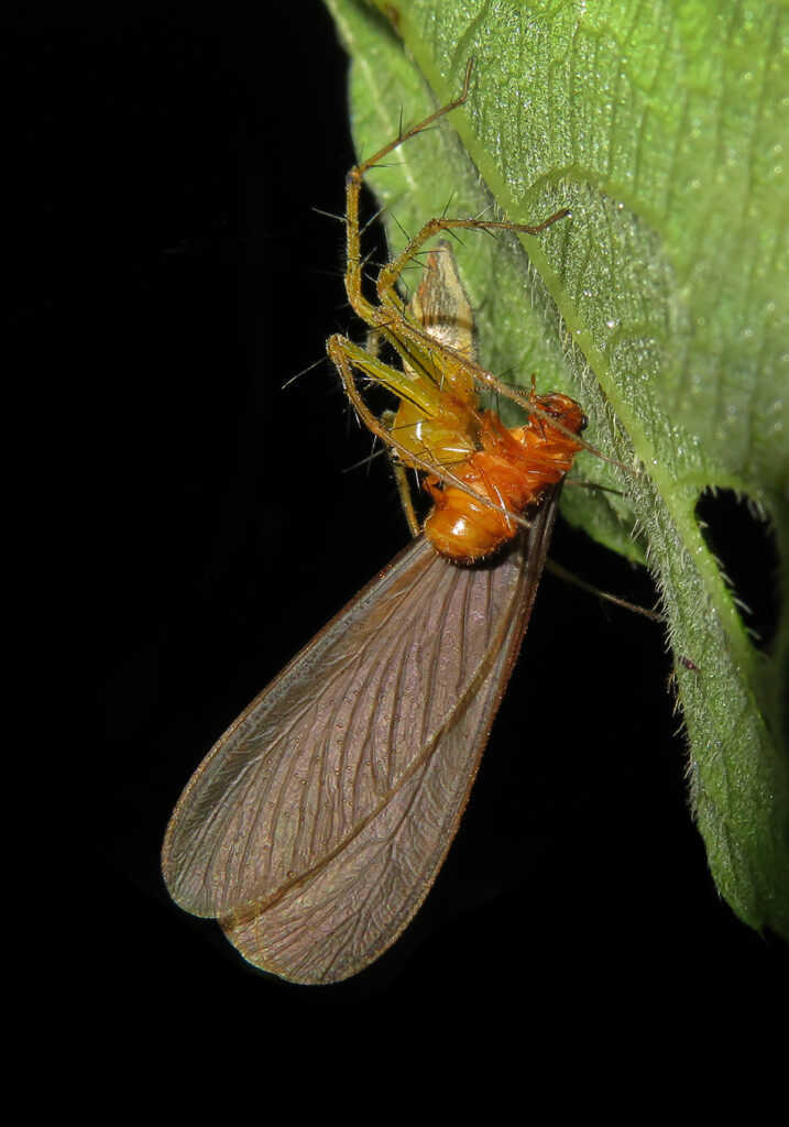 Lynx Spiders (Family Oxyopidae)