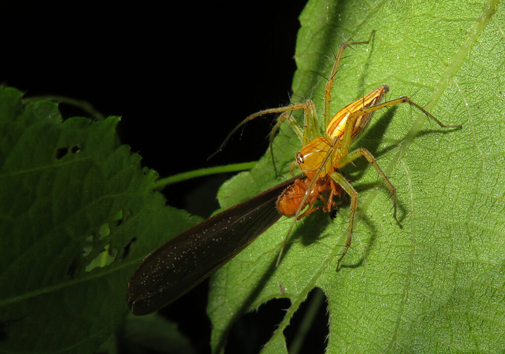Lynx Spiders (Family Oxyopidae)