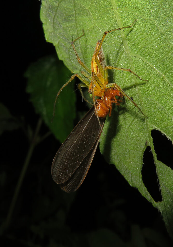 Lynx Spiders (Family Oxyopidae)