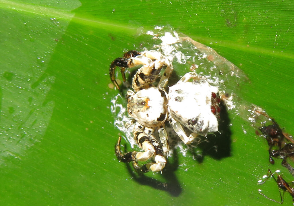 Bird Dropping Crab Spiders (Genus Phrynarachne)