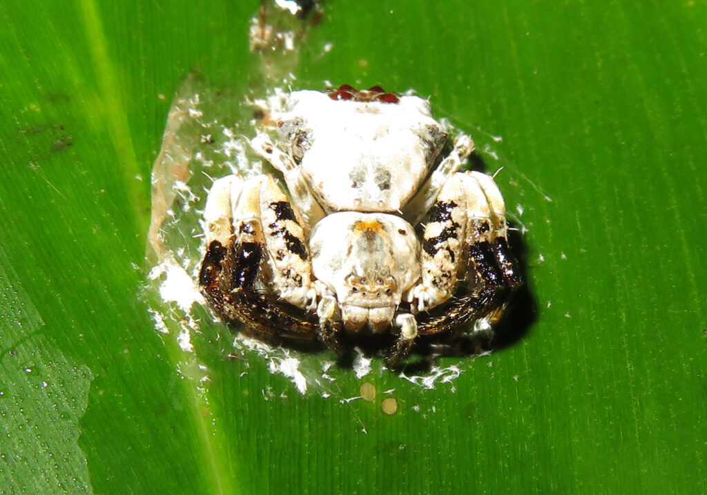 Bird Dropping Crab Spiders (Genus Phrynarachne)