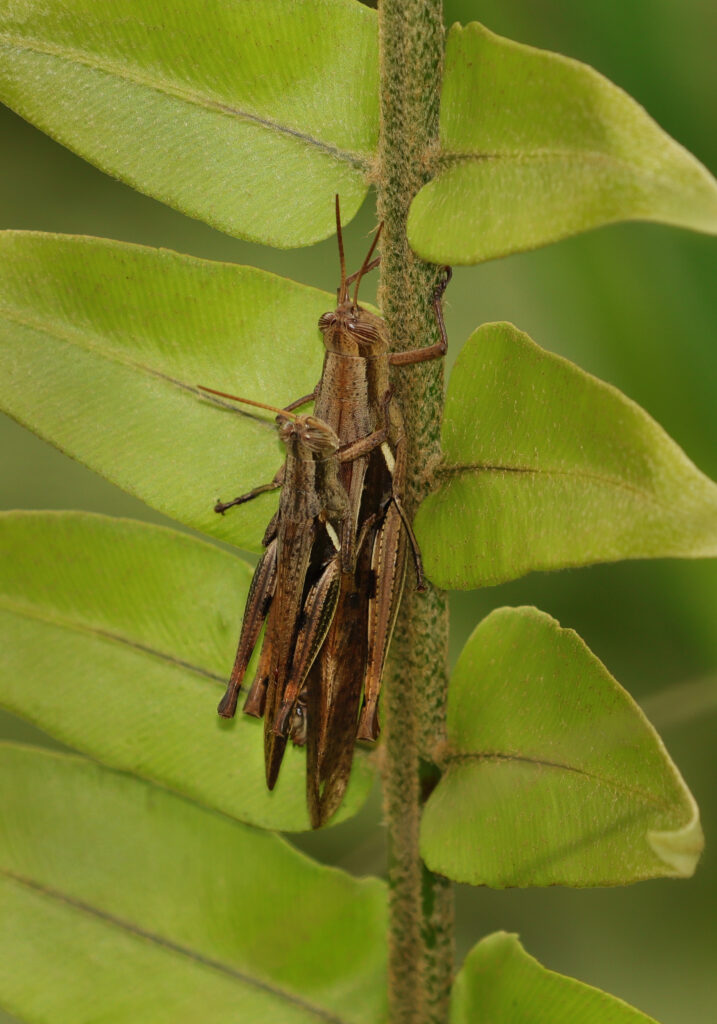 Subtribe Catantopina