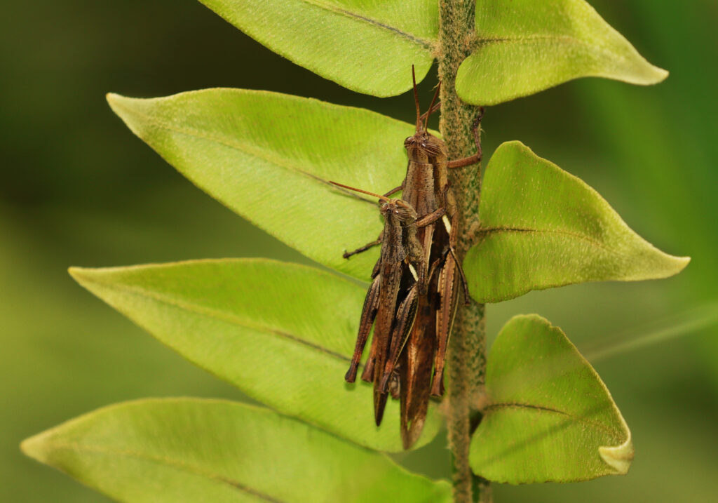 Subtribe Catantopina