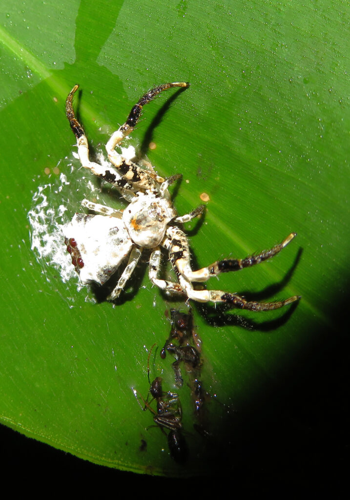 Bird Dropping Crab Spiders (Genus Phrynarachne)