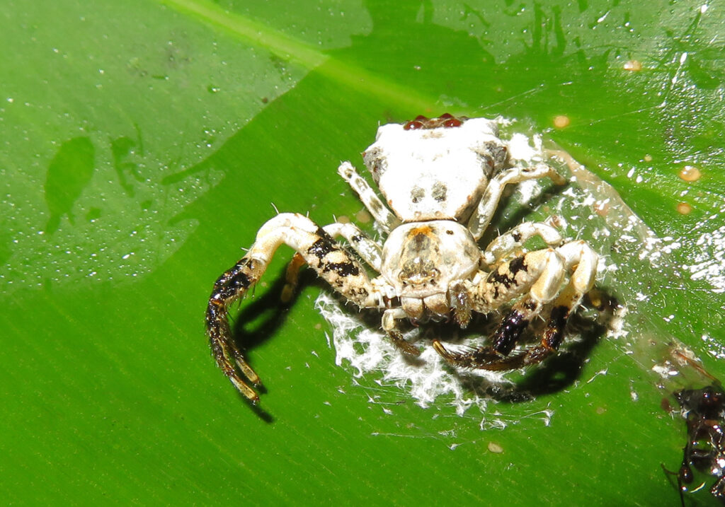 Bird Dropping Crab Spiders (Genus Phrynarachne)