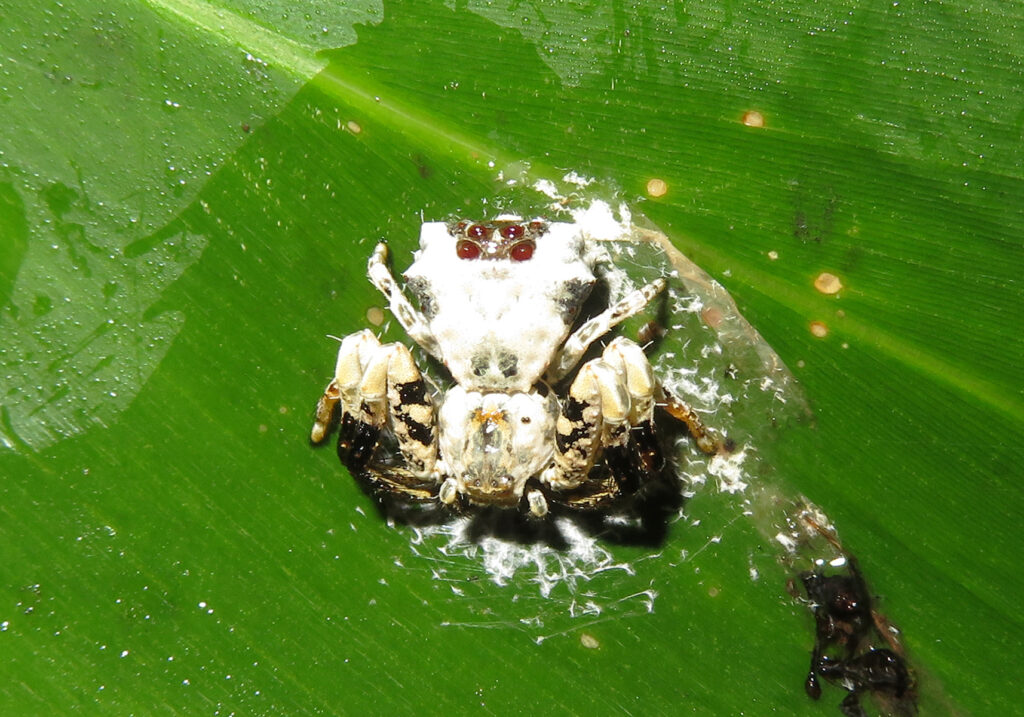Bird Dropping Crab Spiders (Genus Phrynarachne)