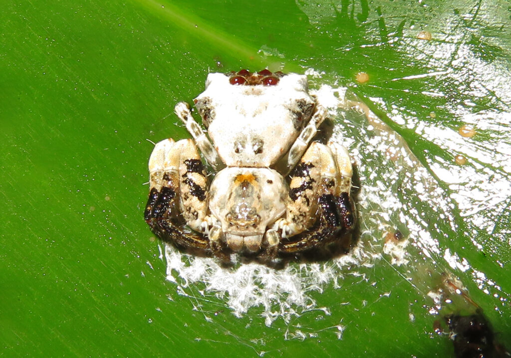 Bird Dropping Crab Spiders (Genus Phrynarachne)