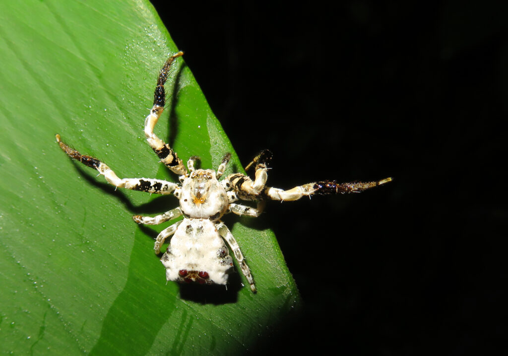 Bird Dropping Crab Spiders (Genus Phrynarachne)