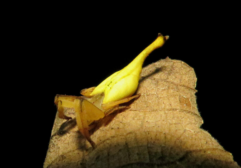 Laba-laba Berekor Kalajengking (Genus Arachnura)