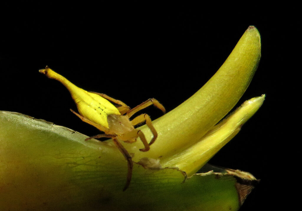 Laba-laba Berekor Kalajengking (Genus Arachnura)