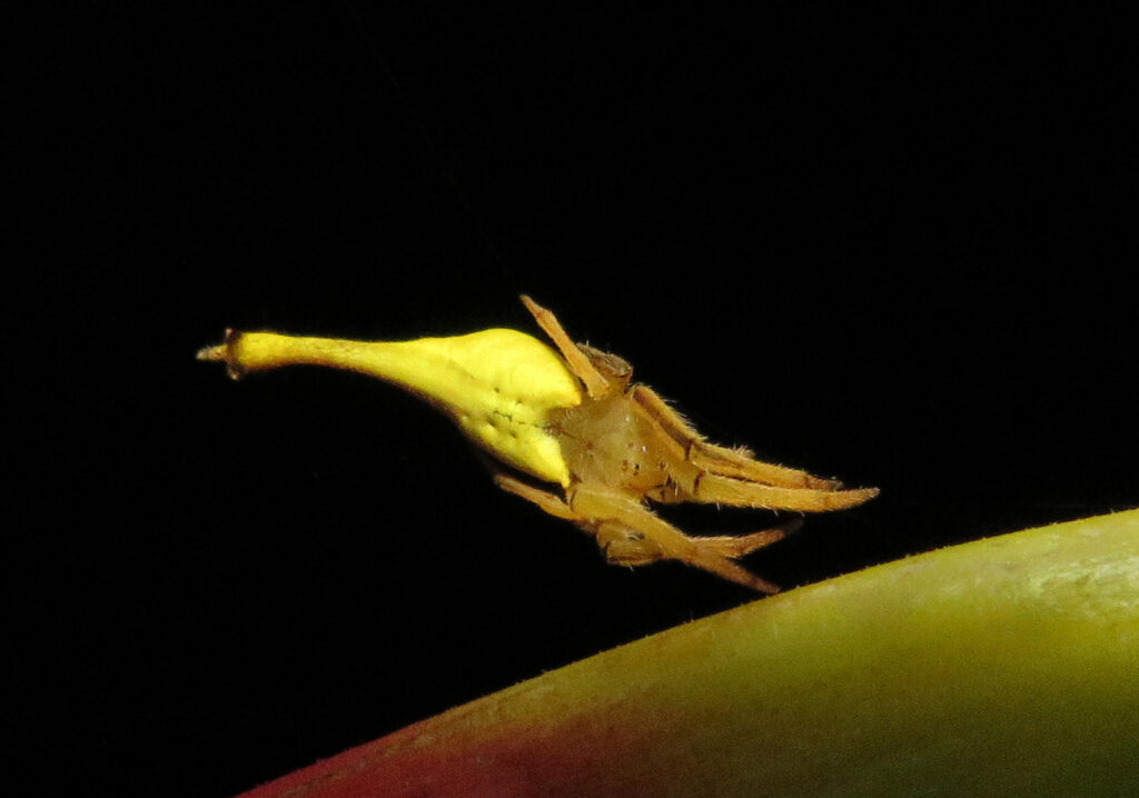 Laba-laba Berekor Kalajengking (Genus Arachnura)