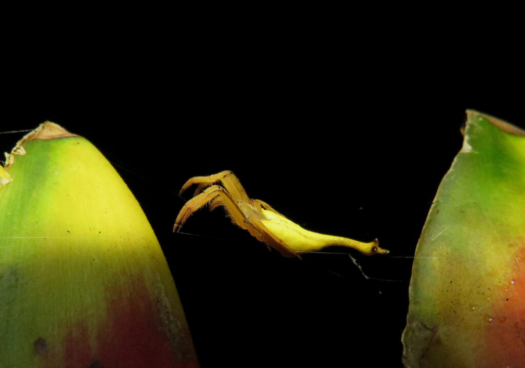 Laba-laba Berekor Kalajengking (Genus Arachnura)