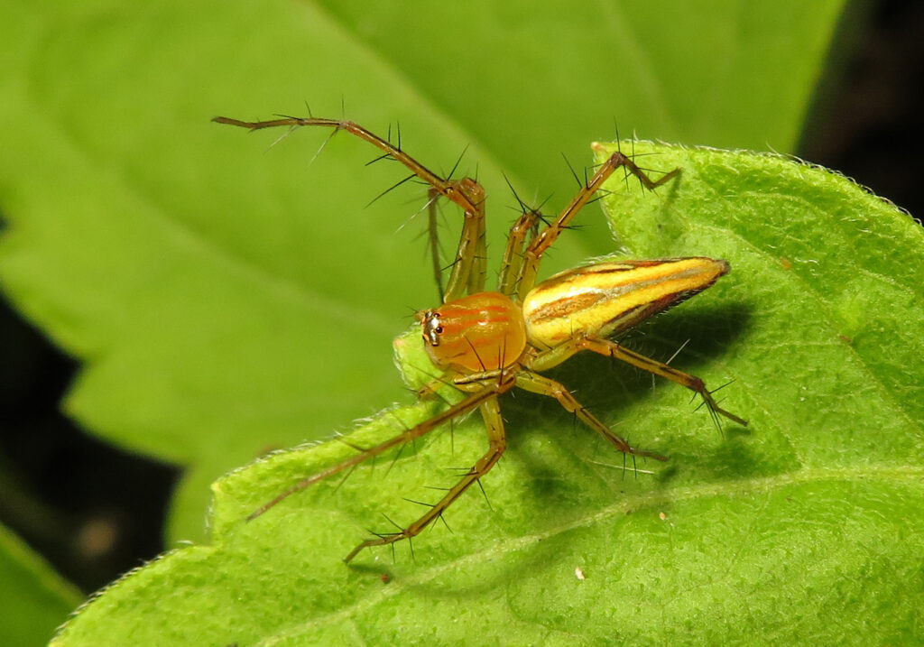 Lynx Spiders (Family Oxyopidae)