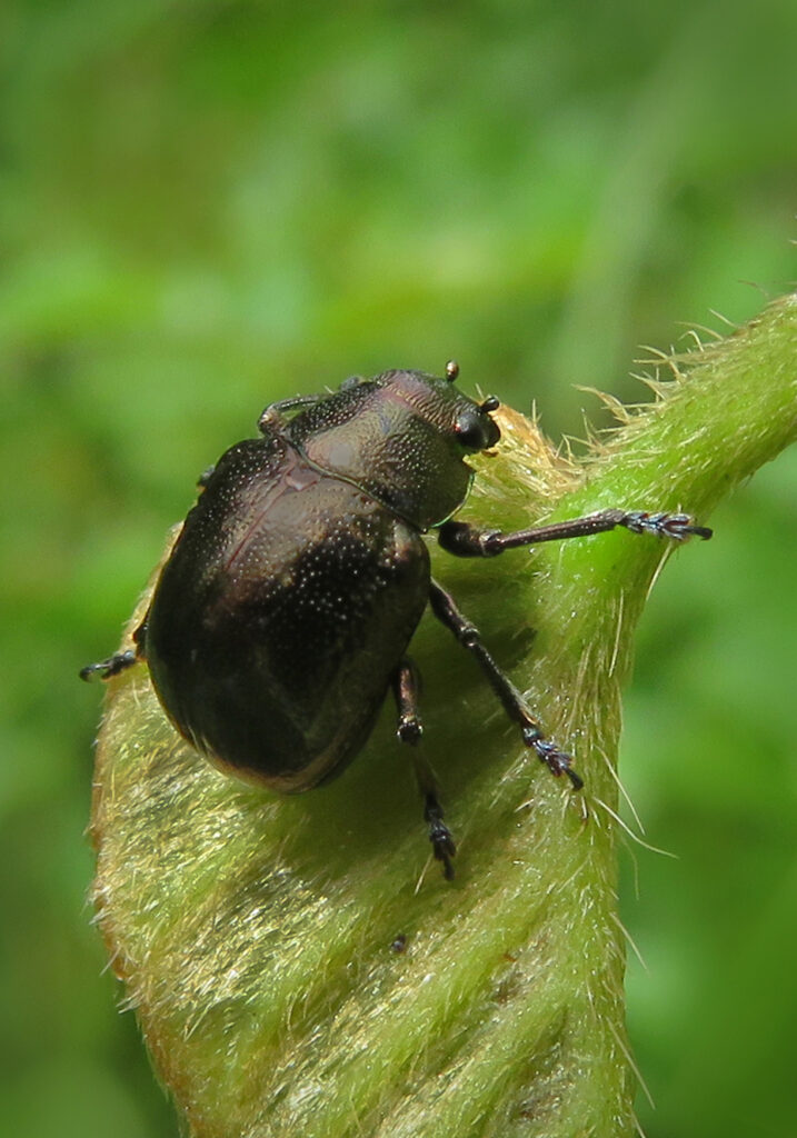 Leaf Beetles