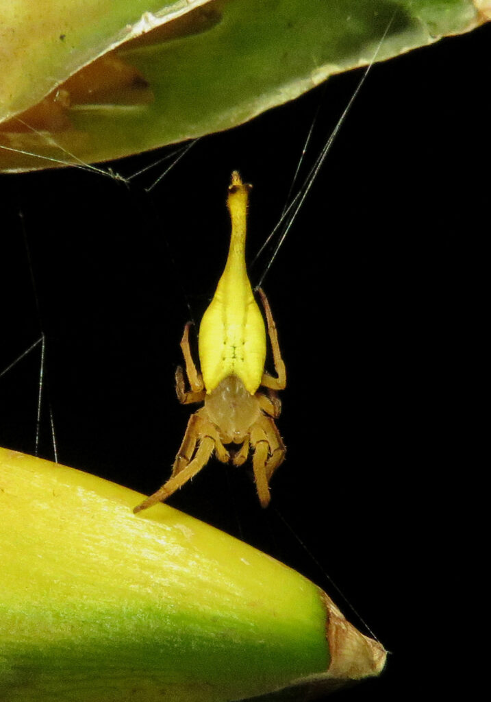 Laba-laba Berekor Kalajengking (Genus Arachnura)