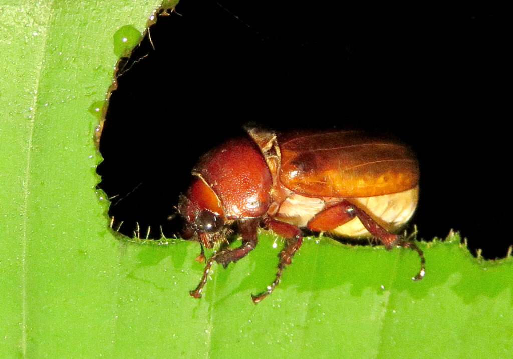 Scarabs (Family Scarabaeidae)