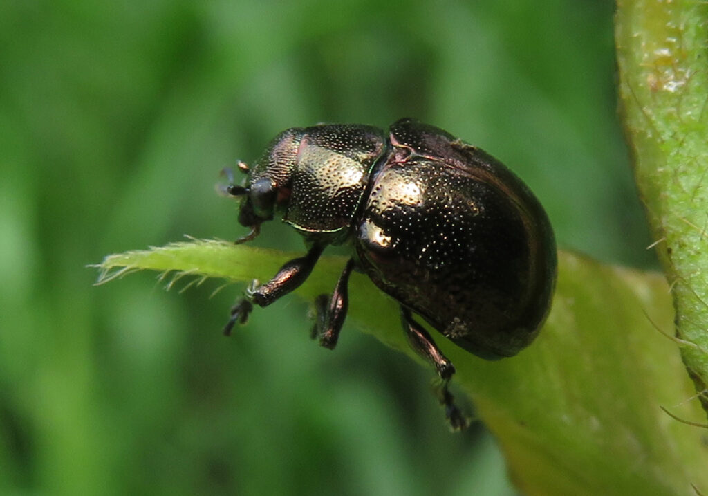 Leaf Beetles