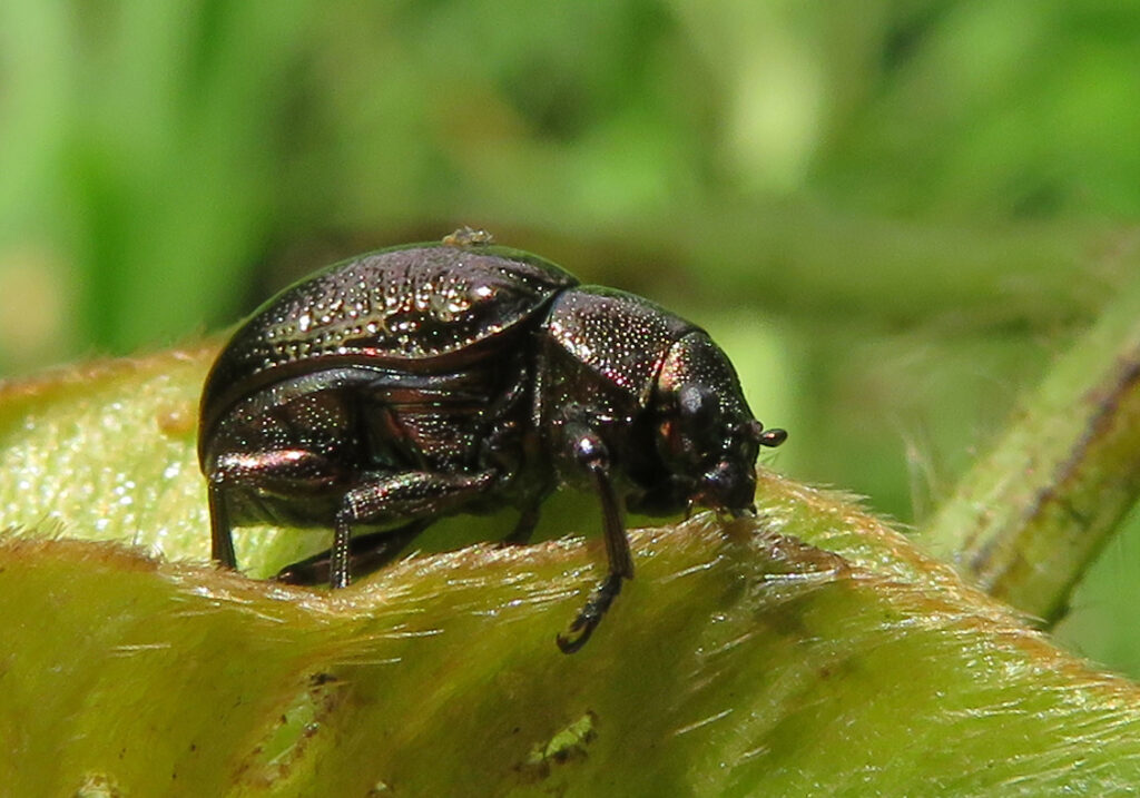 Leaf Beetles