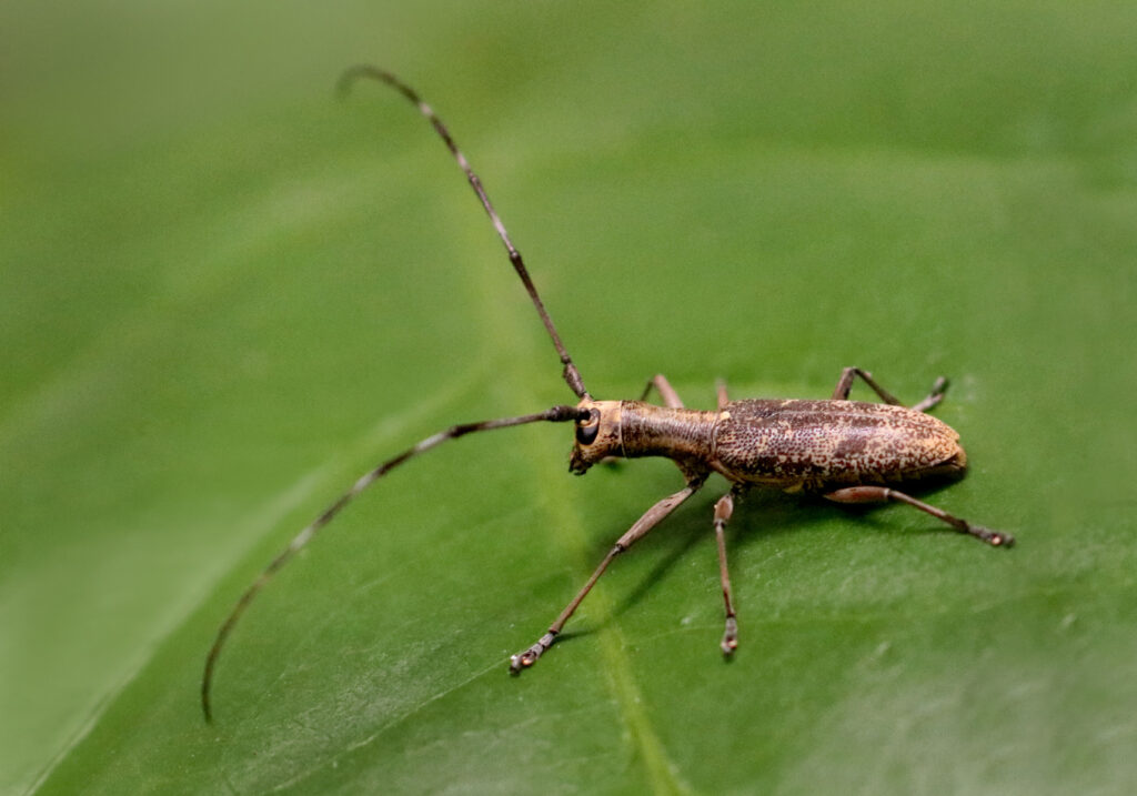 Flat-faced Longhorn Beetles (Subfamily Lamiinae)