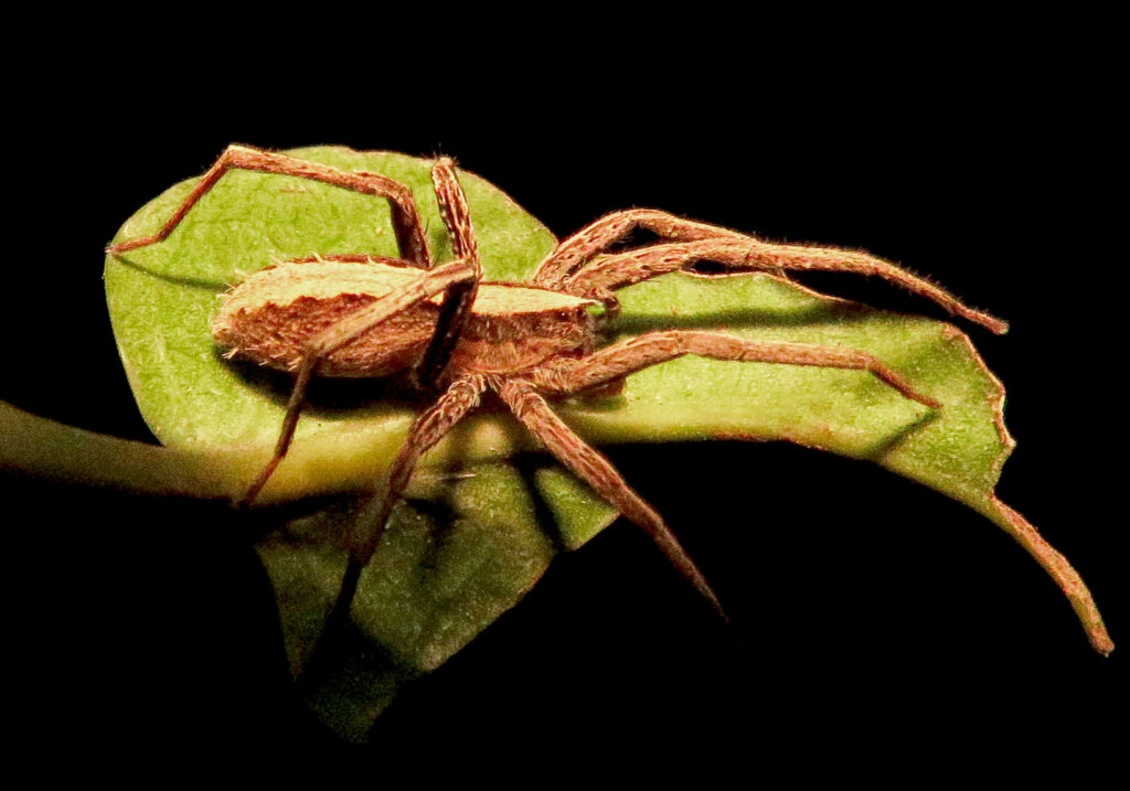 Wolf Spiders and Allies (Superfamily Lycosoidea)