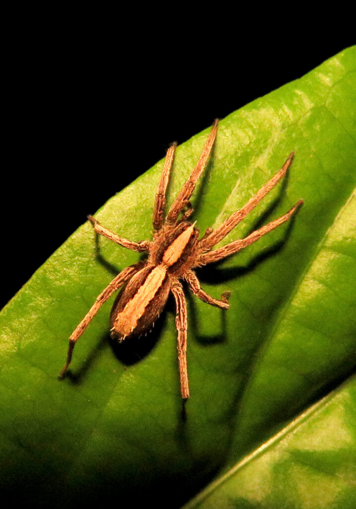 Wolf Spiders and Allies (Superfamily Lycosoidea)