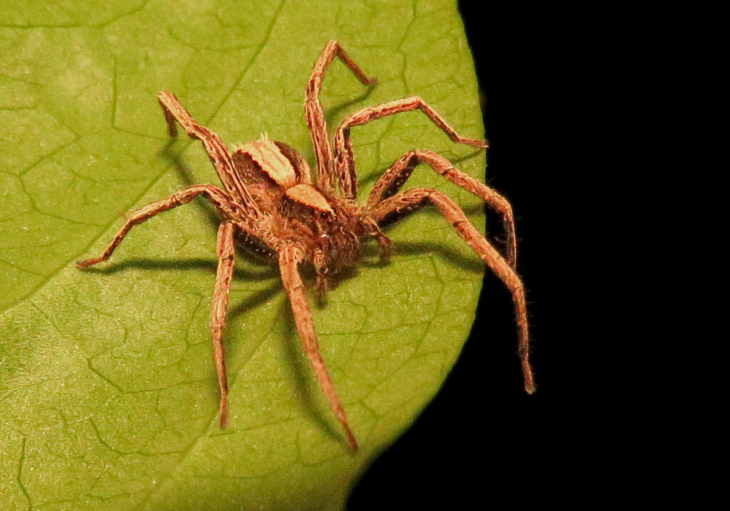 Wolf Spiders and Allies (Superfamily Lycosoidea)
