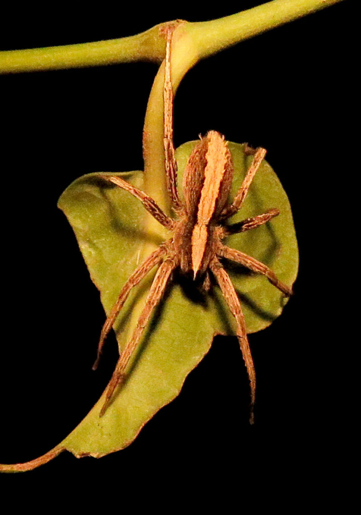 Wolf Spiders and Allies (Superfamily Lycosoidea)