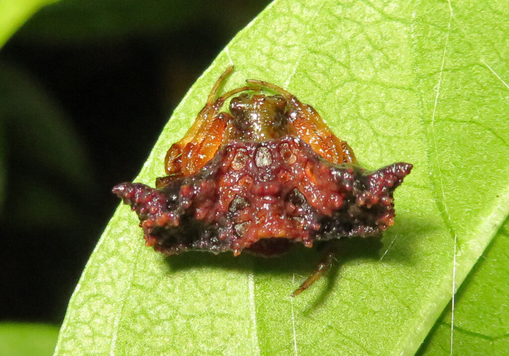 Genus Pasilobus