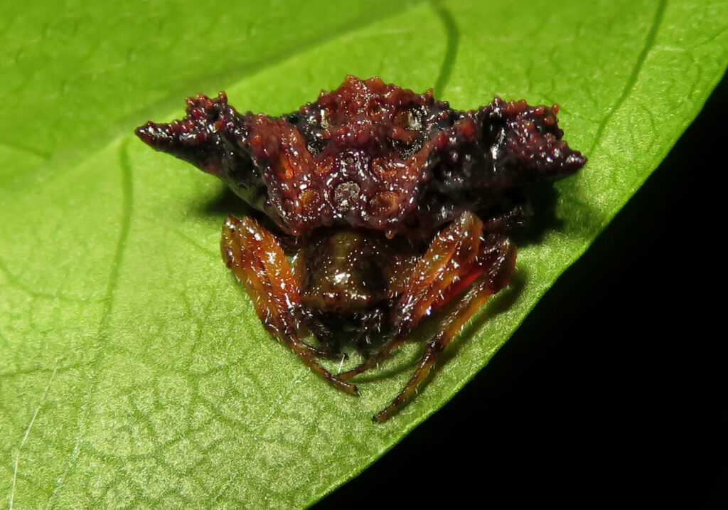 Genus Pasilobus