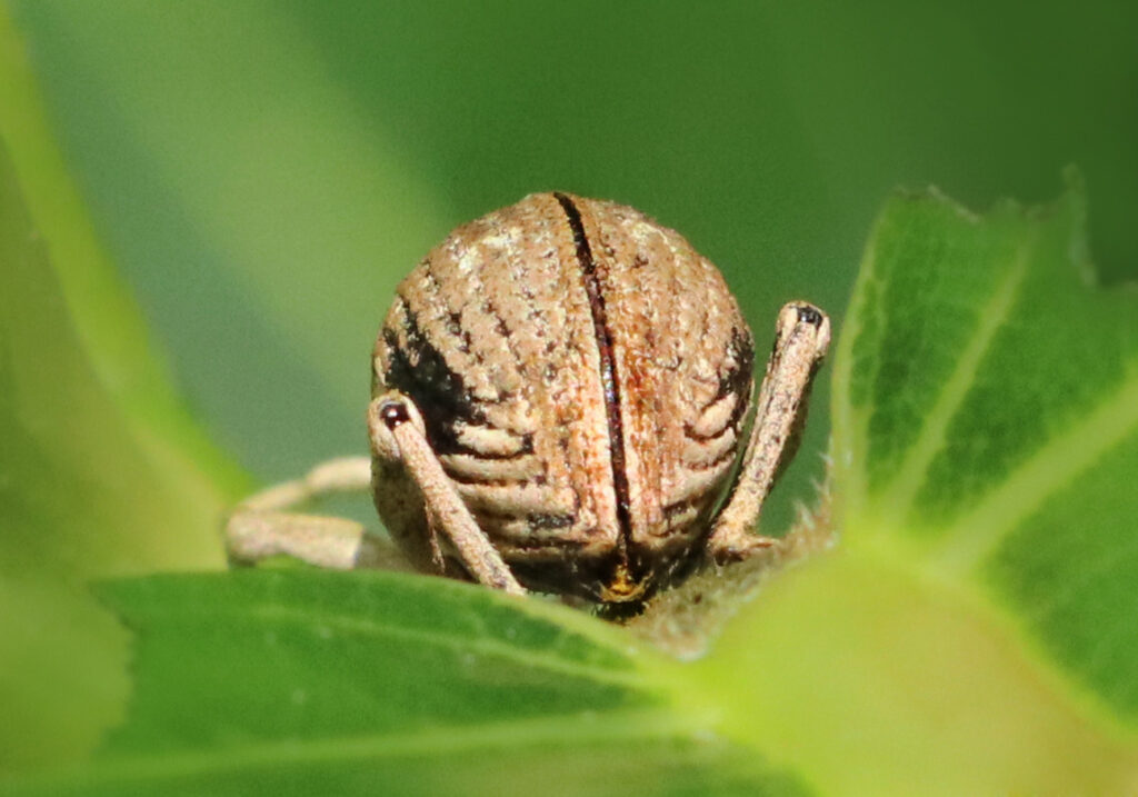 Broad-nosed Weevils (Subfamily Entiminae)