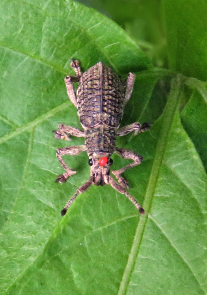 Broad-nosed Weevils (Subfamily Entiminae)