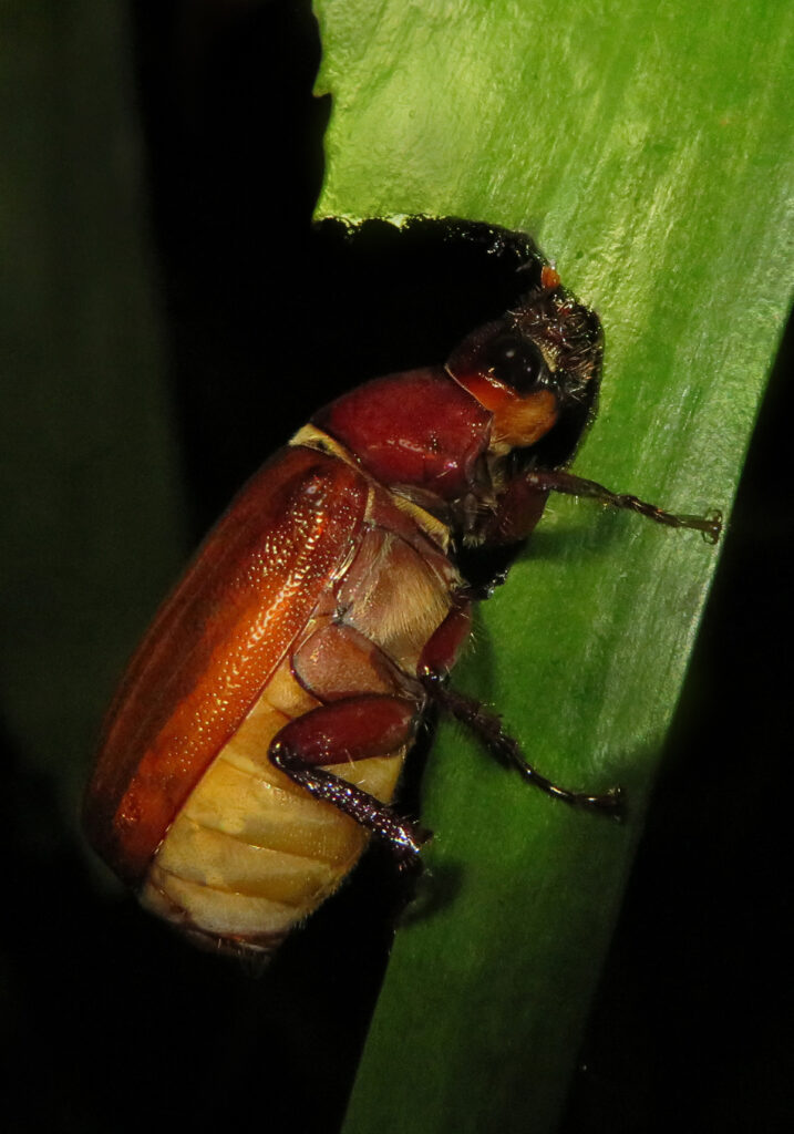 Scarabs (Family Scarabaeidae)