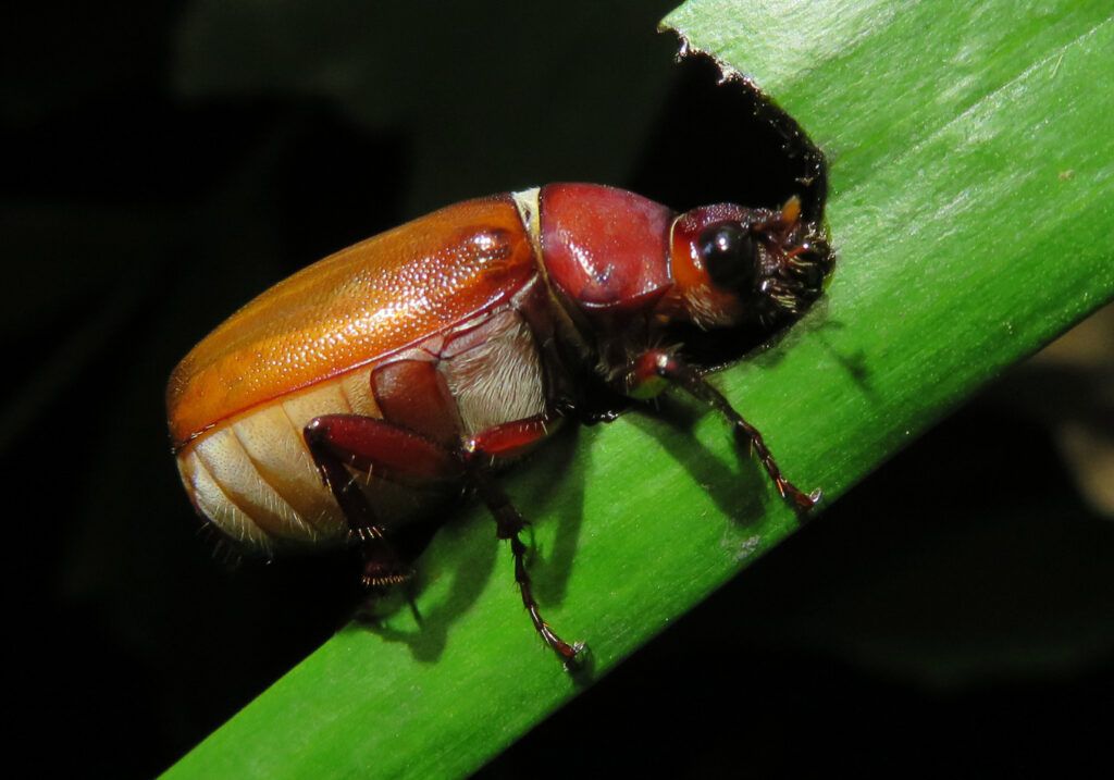 Scarabs (Family Scarabaeidae)