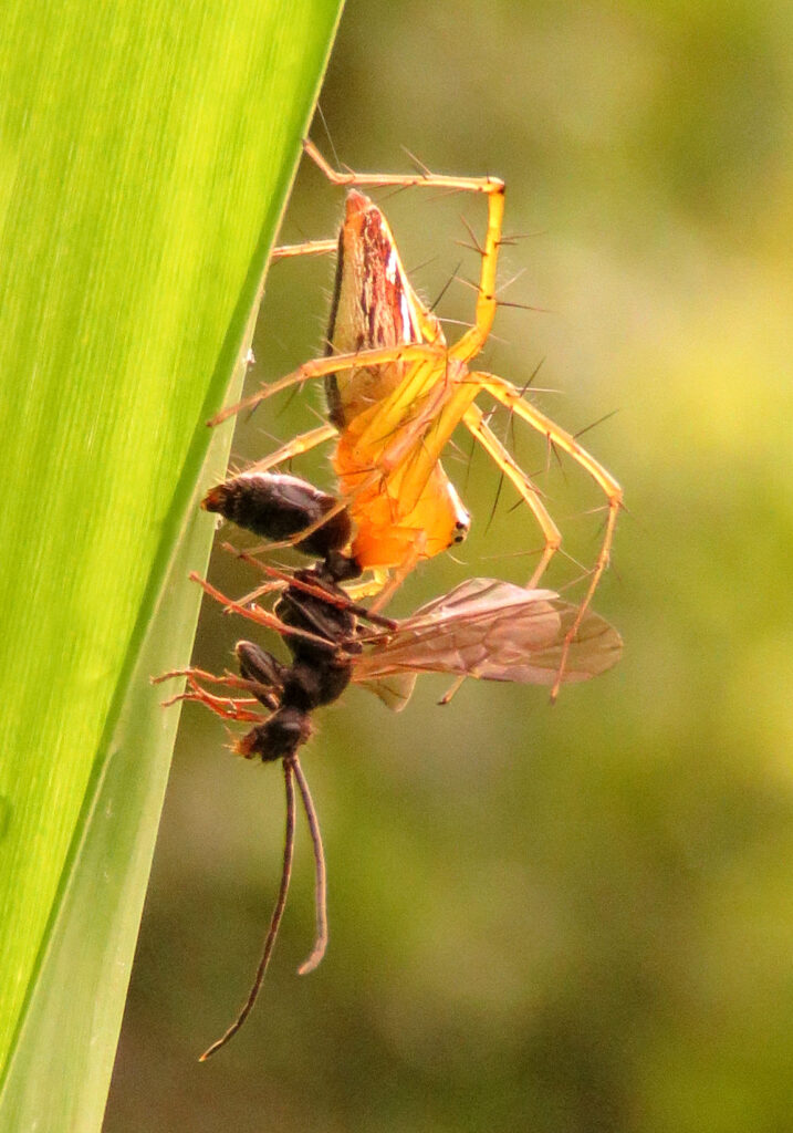 Lynx Spiders (Family Oxyopidae)
