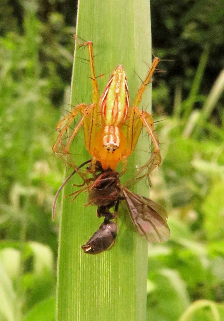 Lynx Spiders (Family Oxyopidae)