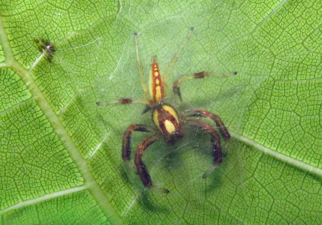 Laba-laba Pelompat Khas (Subfamili Salticinae)