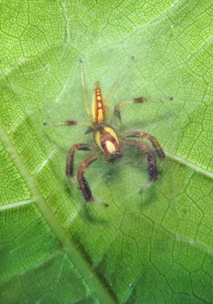 Laba-laba Pelompat Khas (Subfamili Salticinae)