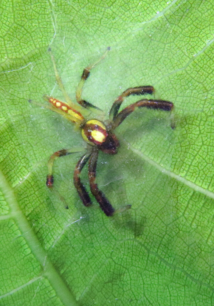 Laba-laba Pelompat Khas (Subfamili Salticinae)