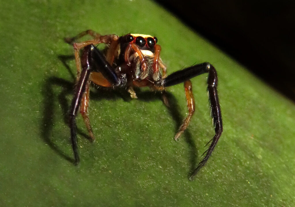 Laba-laba Pelompat Khas (Subfamili Salticinae)