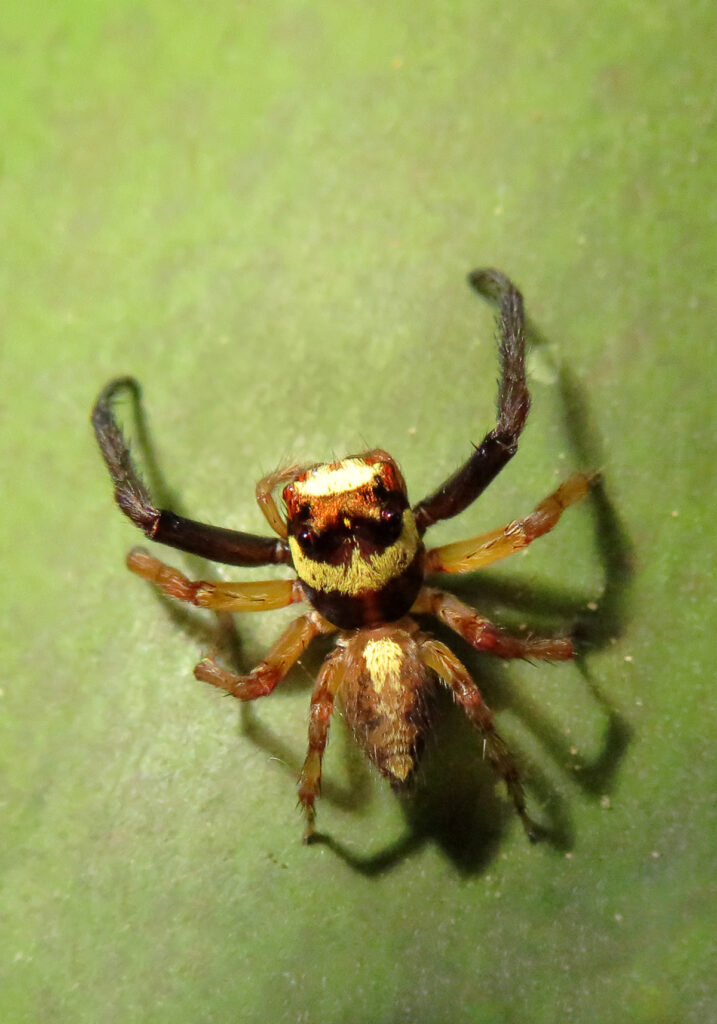 Laba-laba Pelompat Khas (Subfamili Salticinae)