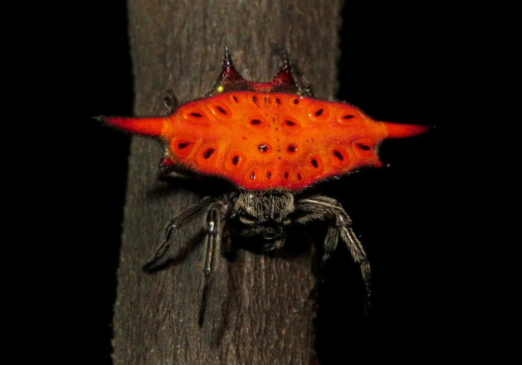 Penenun Jaring Berduri (Genus Gasteracantha)