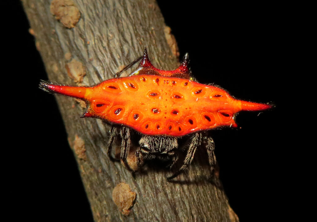 Penenun Jaring Berduri (Genus Gasteracantha)