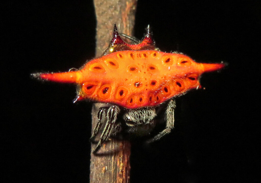 Penenun Jaring Berduri (Genus Gasteracantha)