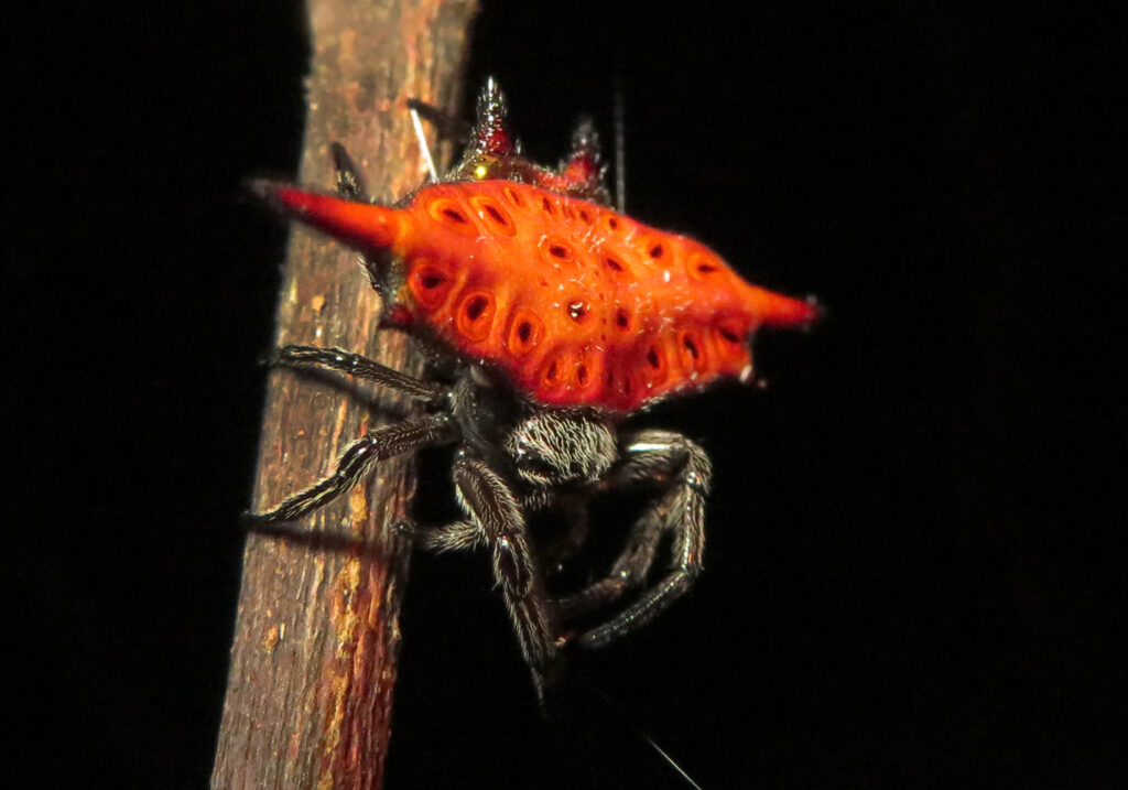 Penenun Jaring Berduri (Genus Gasteracantha)